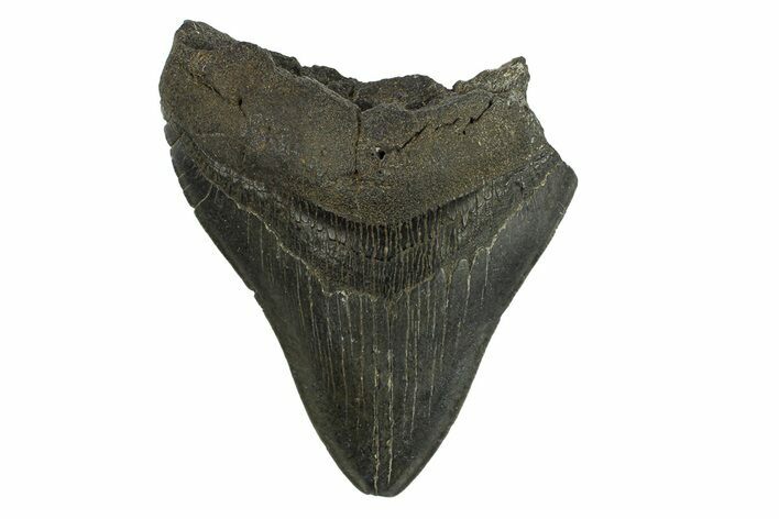 Partial Fossil Megalodon Tooth - Serrated Blade #295392